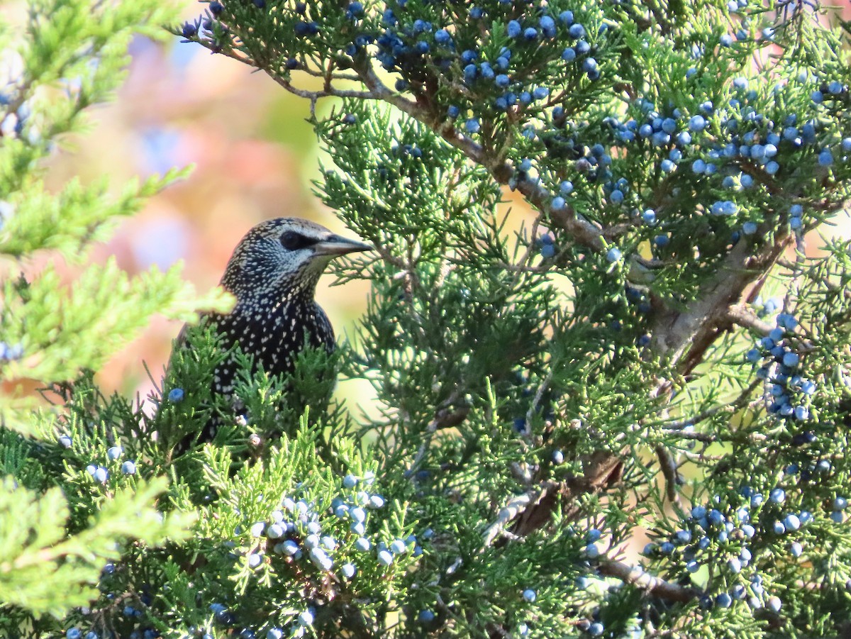 Arabazozo pikarta - ML645226800