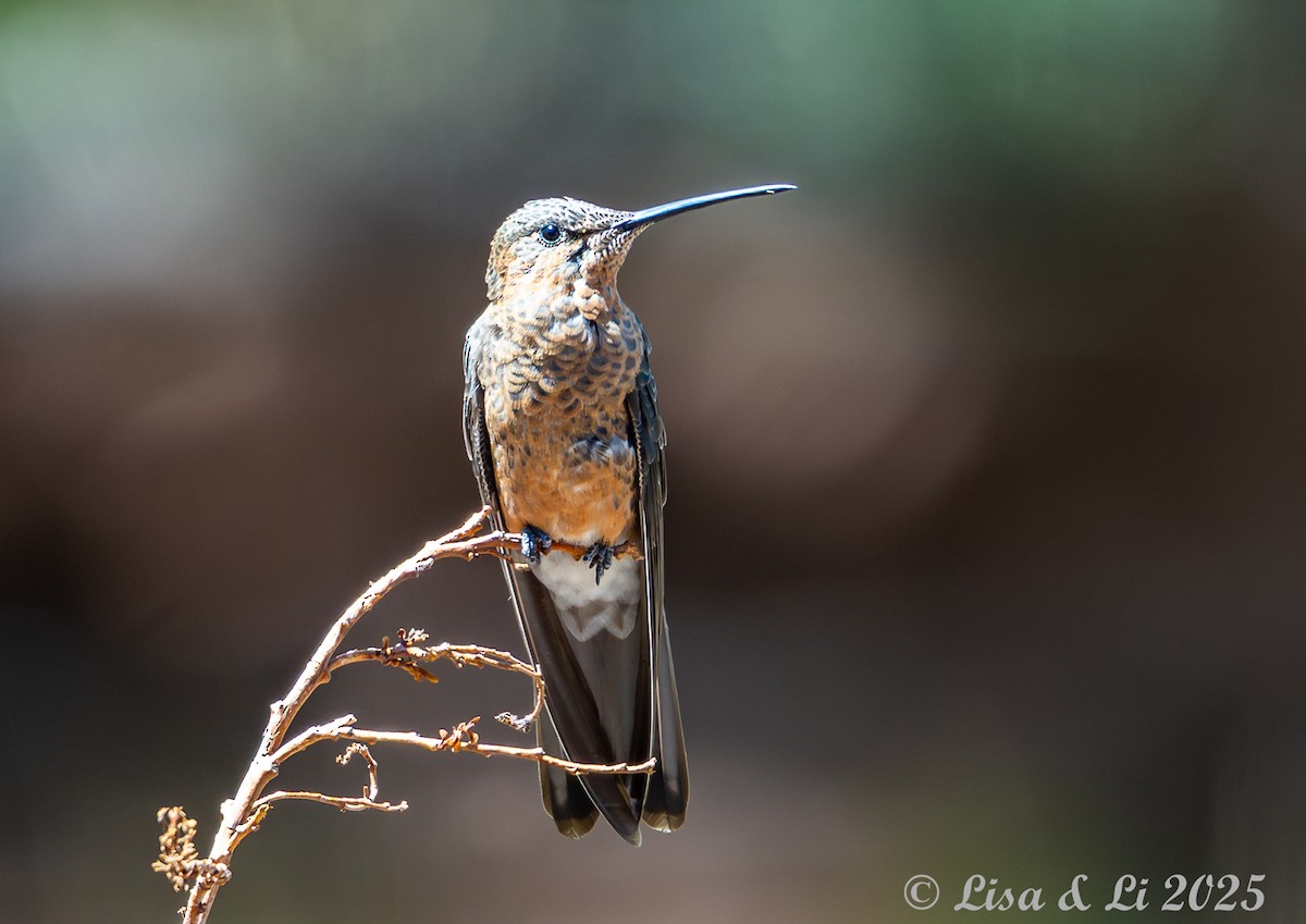 kjempekolibri - ML645226803