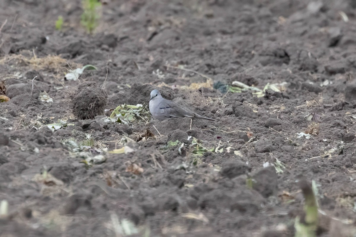 Picui Ground Dove - ML645226804