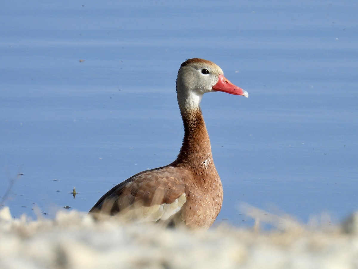 Black-bellied Whistling-Duck - ML645226808