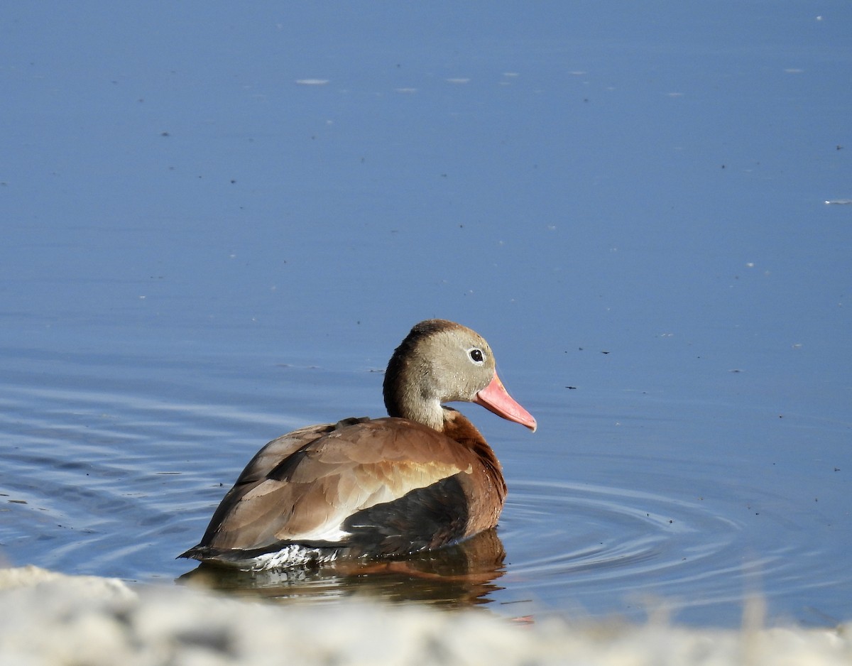 Black-bellied Whistling-Duck - ML645226809
