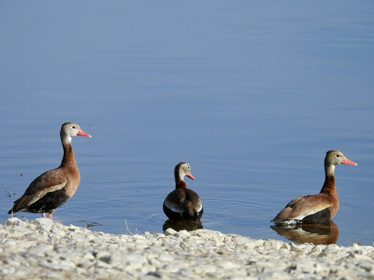 Black-bellied Whistling-Duck - ML645226810