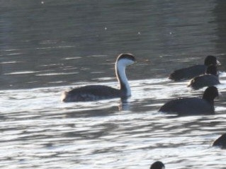 potápka západní - ML645226812