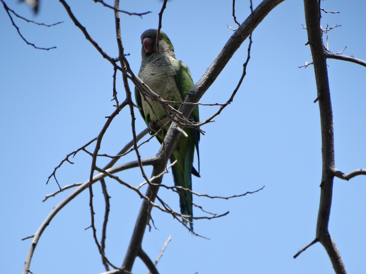 Monk Parakeet - ML645226813