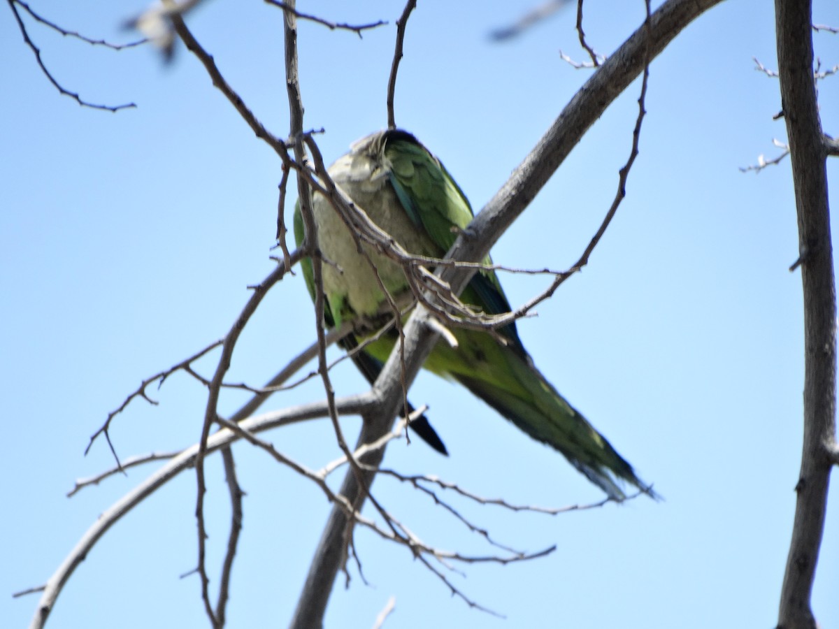 Monk Parakeet - ML645226814
