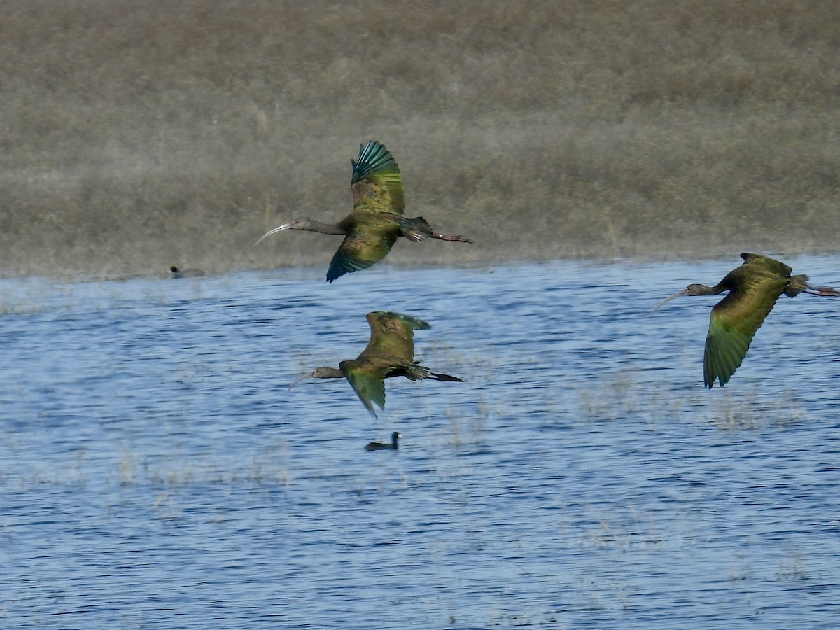 White-faced Ibis - ML645226815