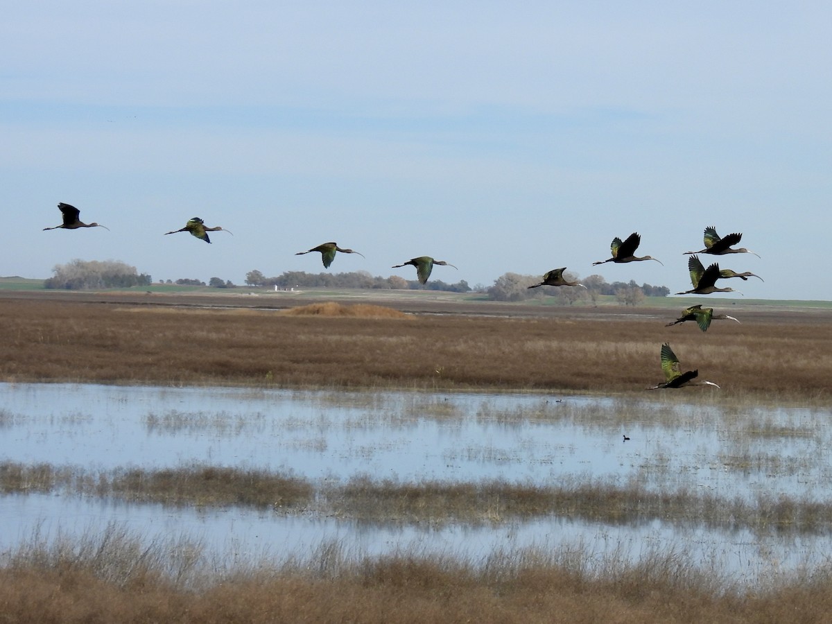 White-faced Ibis - ML645226816