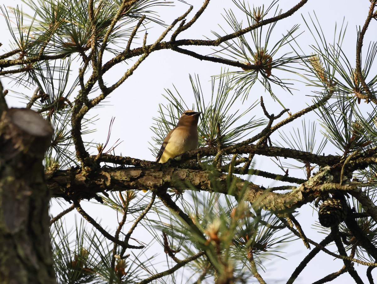Cedar Waxwing - ML645226819
