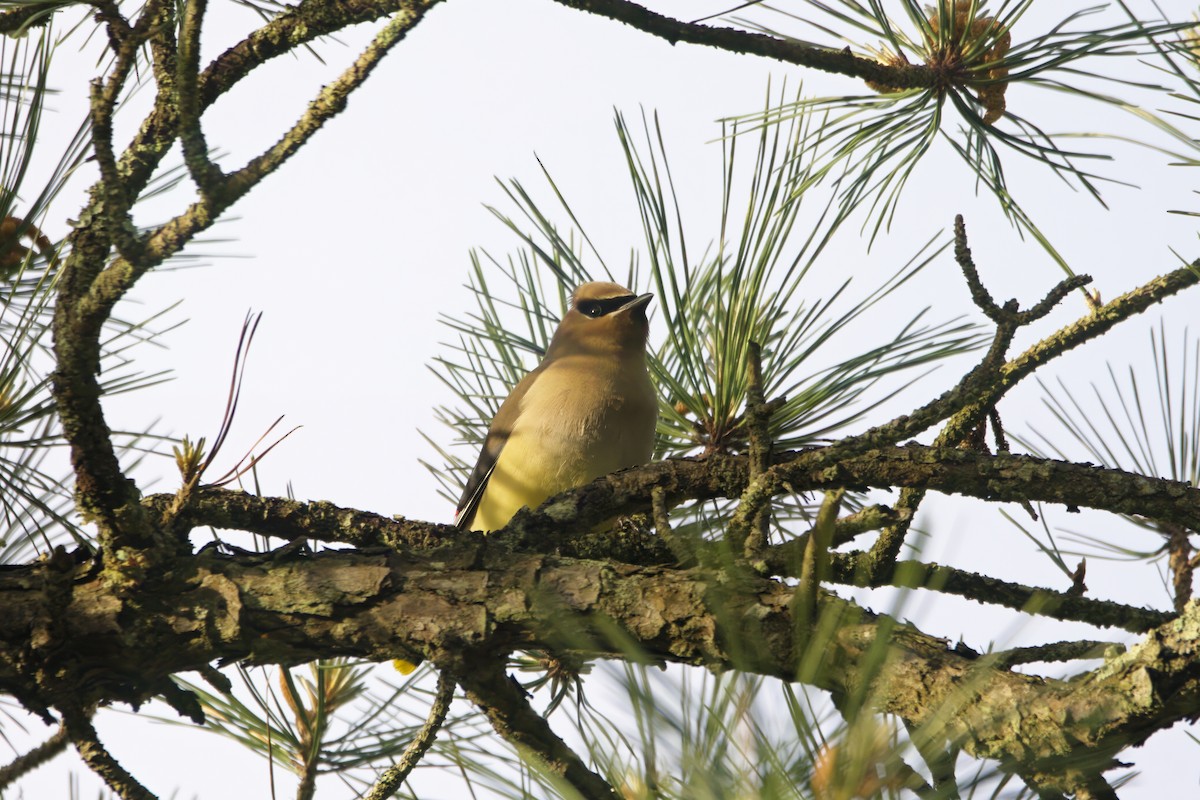 Cedar Waxwing - ML645226820