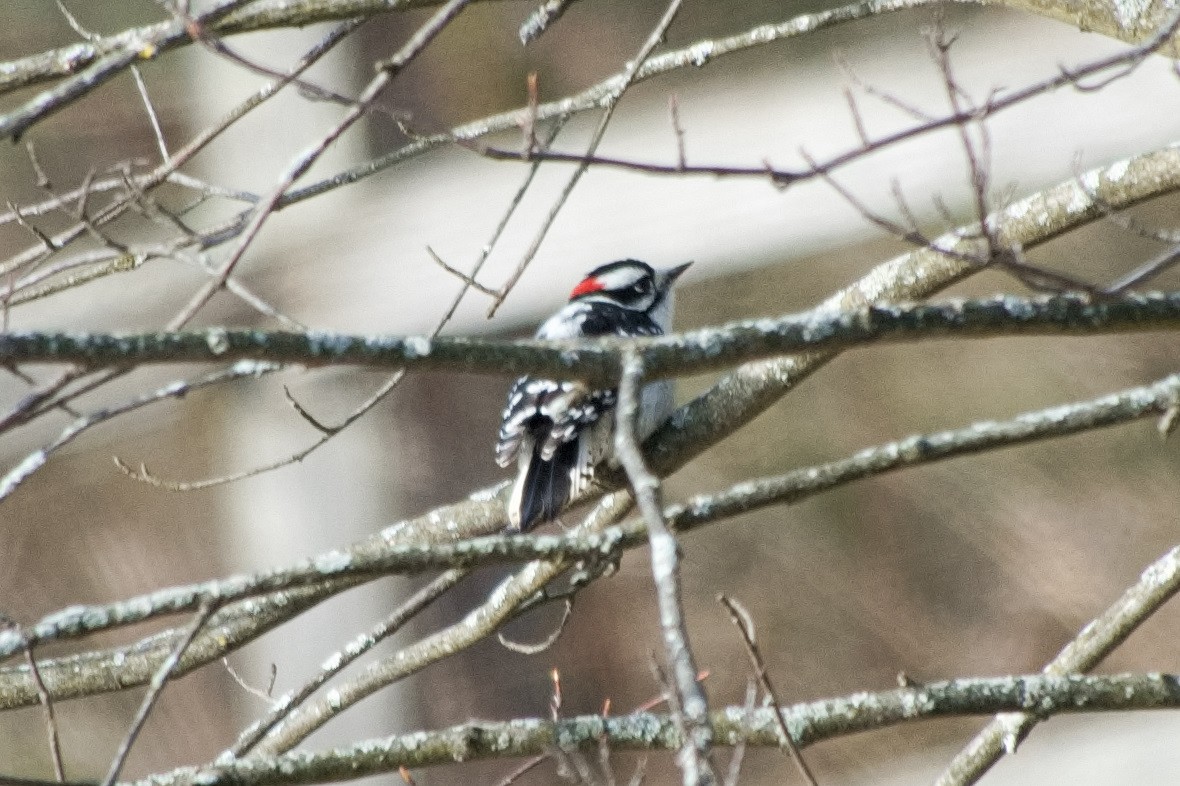 Downy Woodpecker - ML645226821