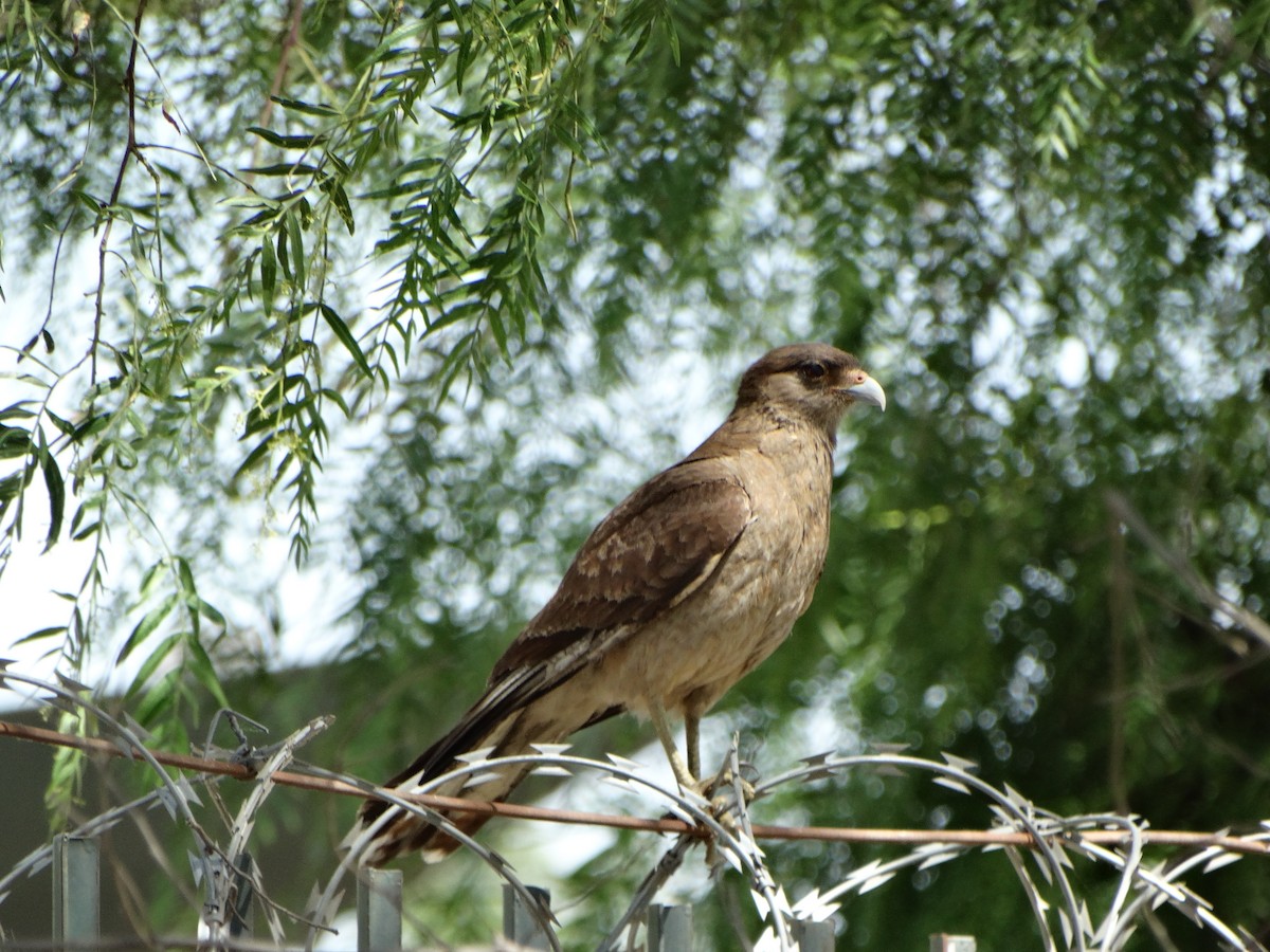 Chimango Caracara - ML645226823