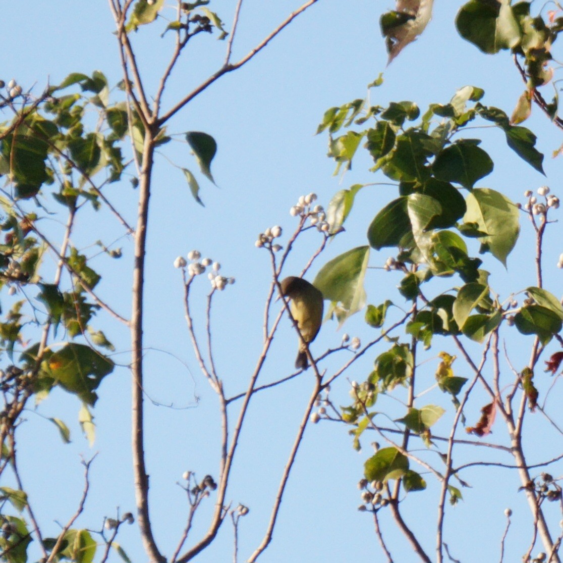 Orange-crowned Warbler - ML645226824