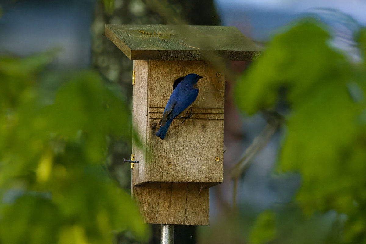 Eastern Bluebird - ML645226826
