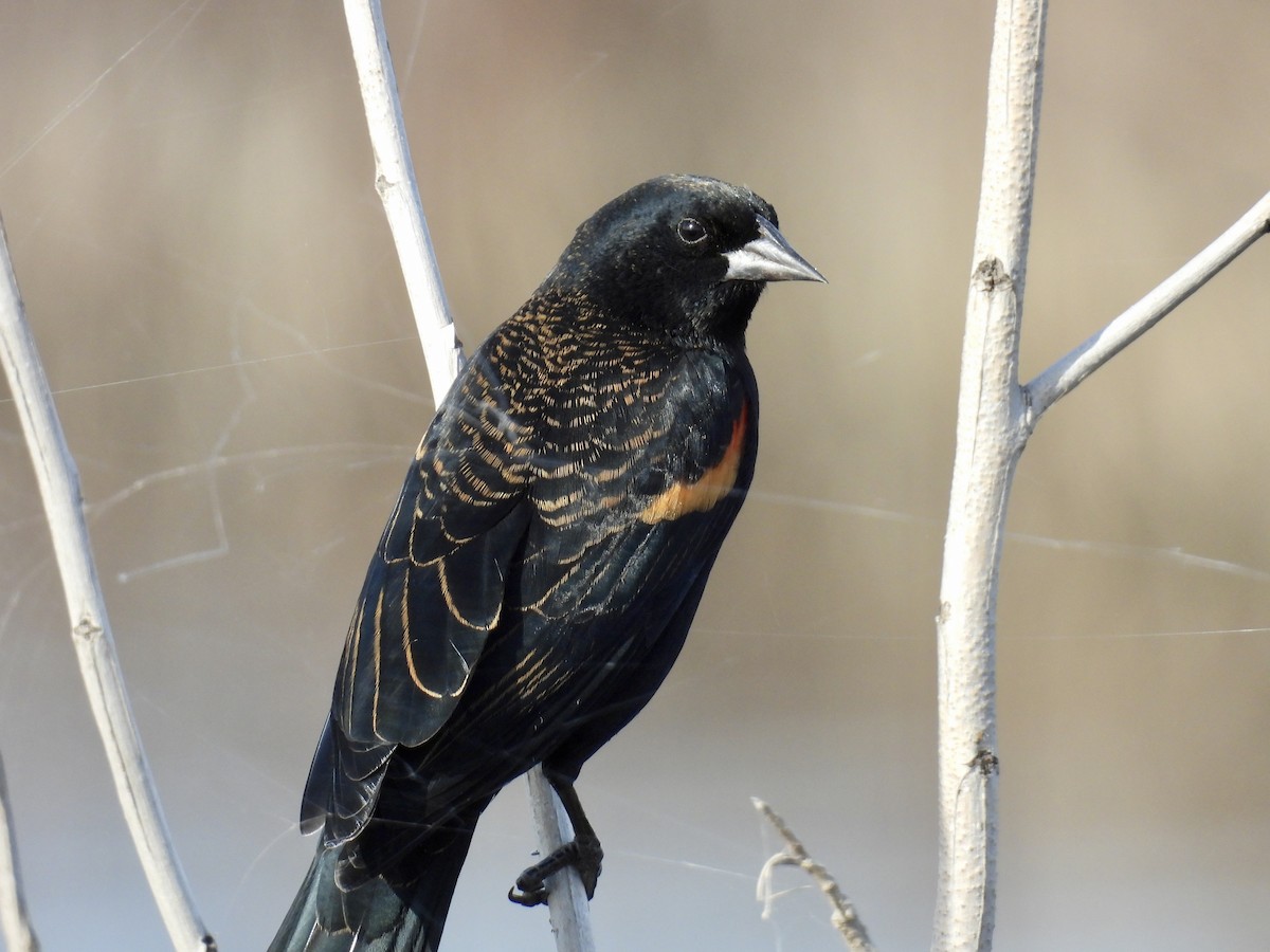 Red-winged Blackbird - ML645226827