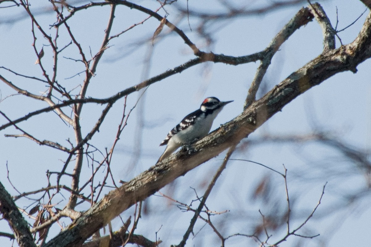 Hairy Woodpecker - ML645226833