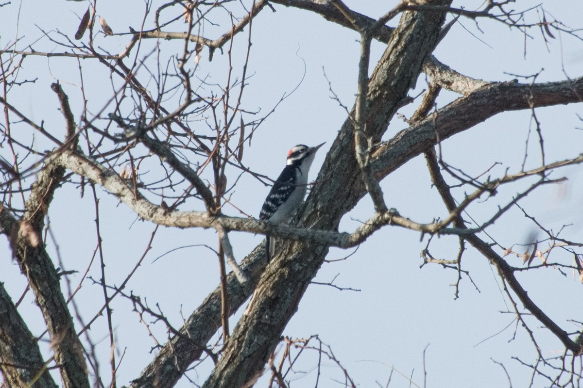 Hairy Woodpecker - ML645226834