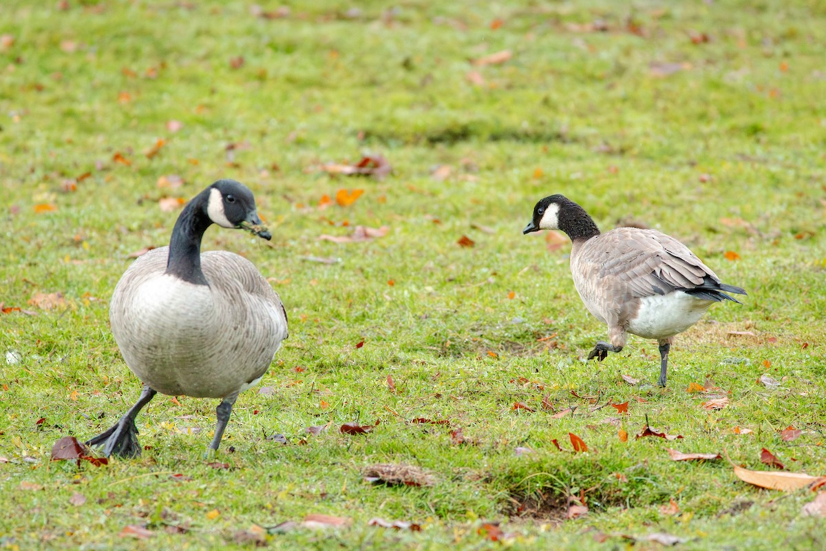 Харлаг галуу - ML645226835