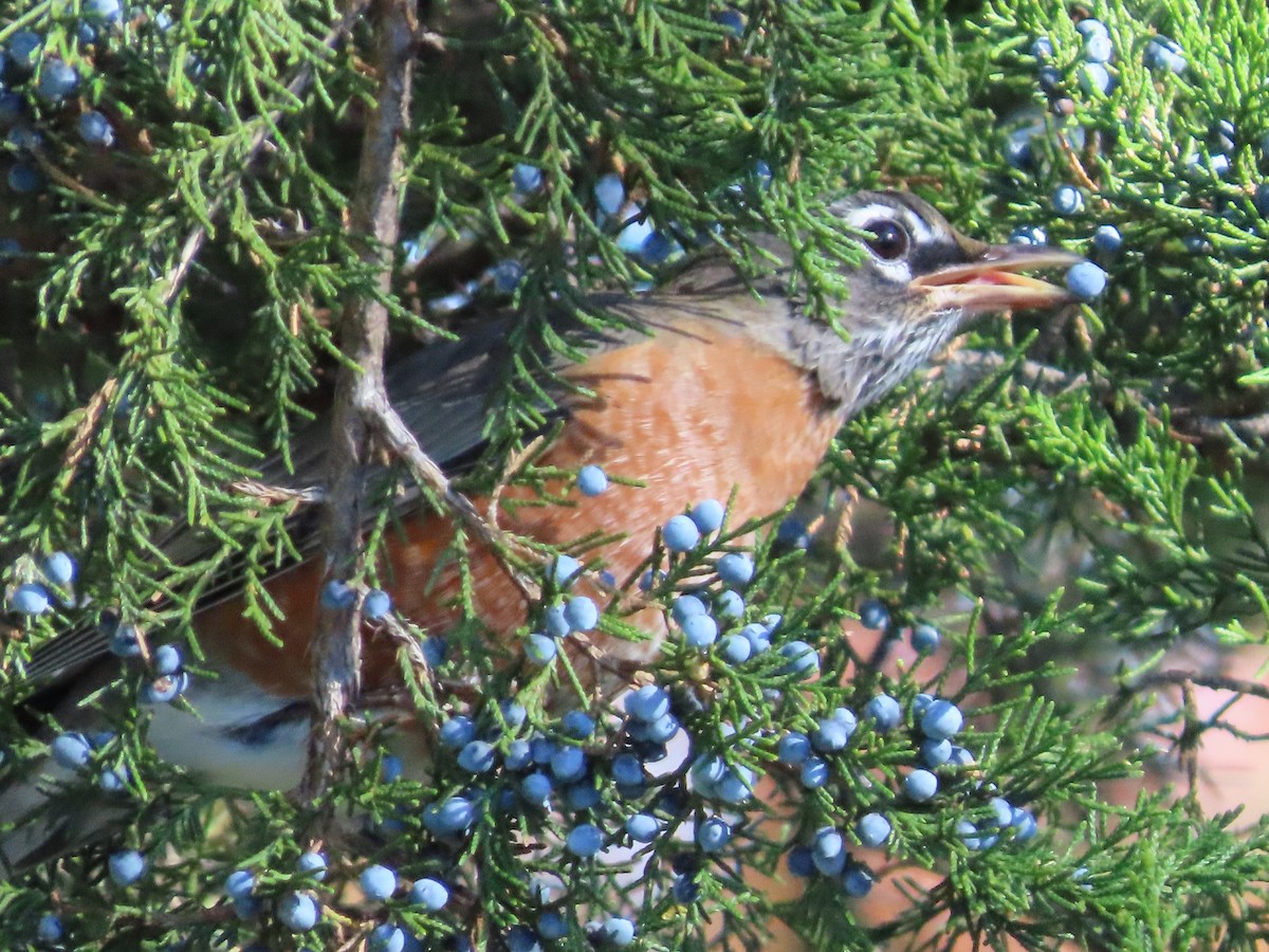 American Robin - ML645226838