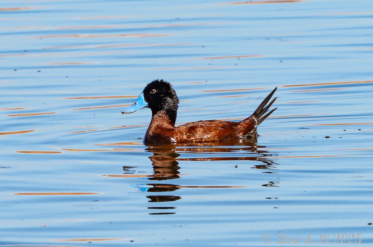 Andean Duck - ML645226839