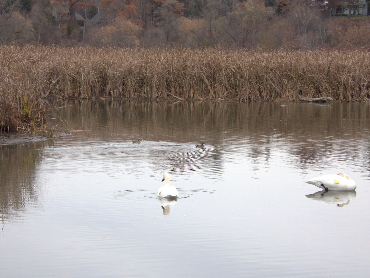 Халбага нугас - ML645226840