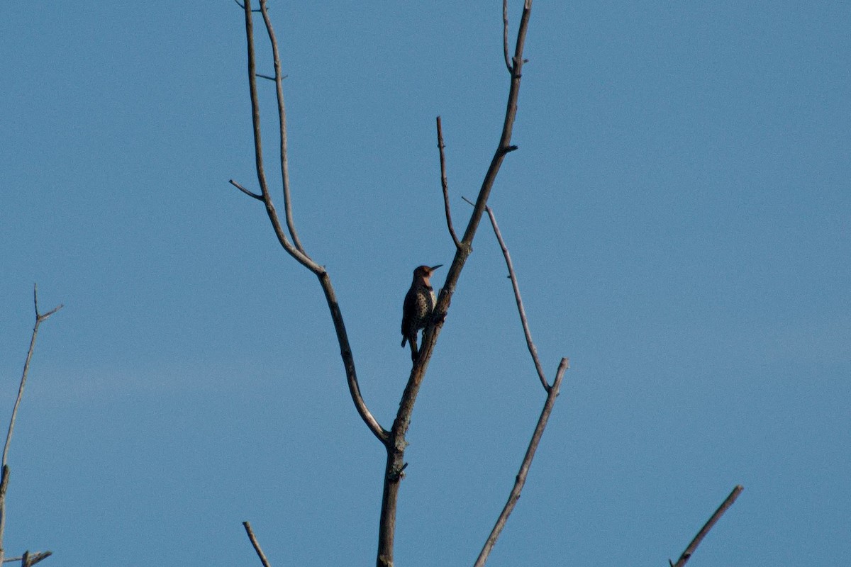 Northern Flicker - ML645226843