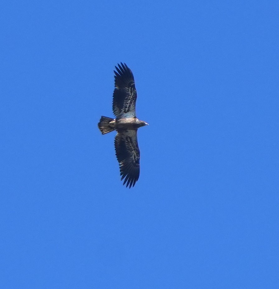 Bald Eagle - ML645226845