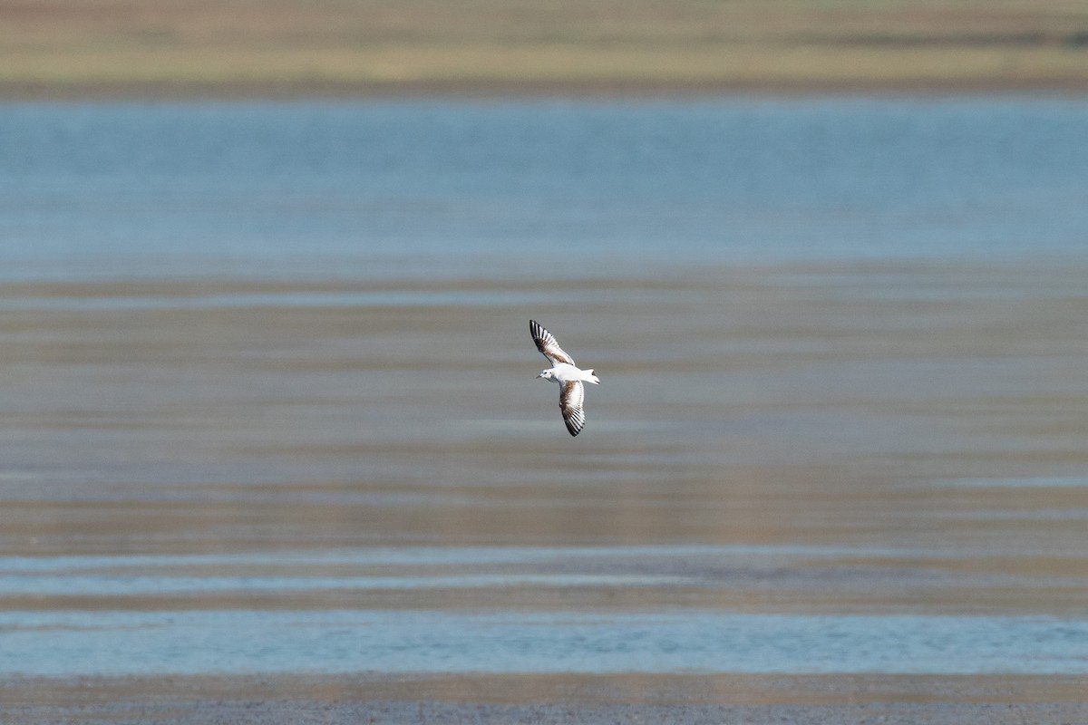 Little Gull - ML645226849