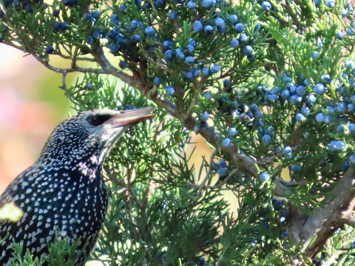 Arabazozo pikarta - ML645226869