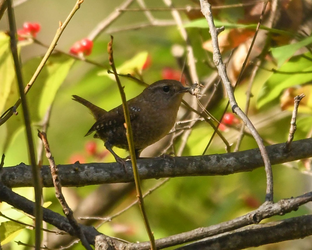 střízlík kanadský - ML645226870