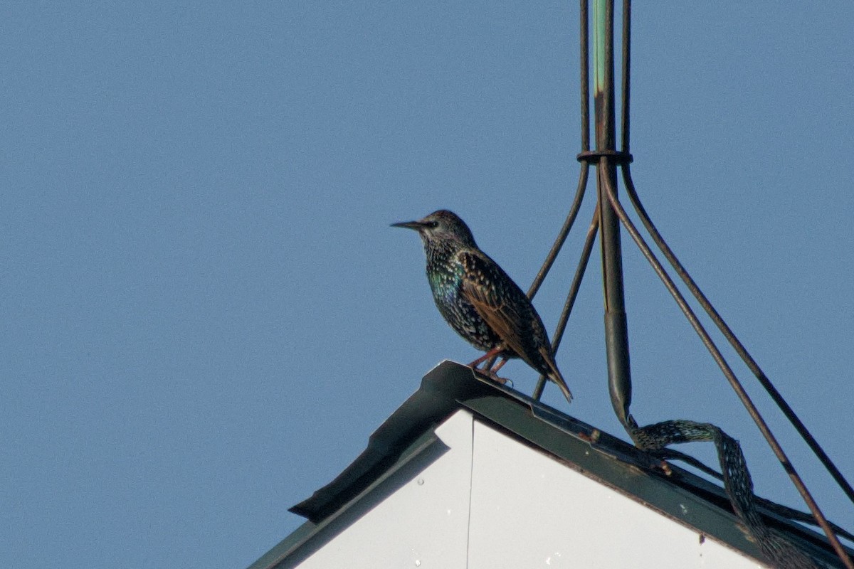 European Starling - ML645226885