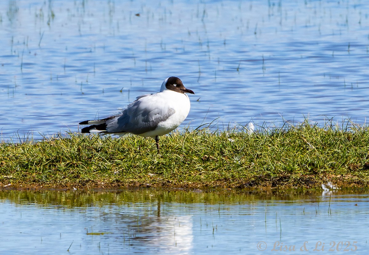 Andean Gull - ML645226886