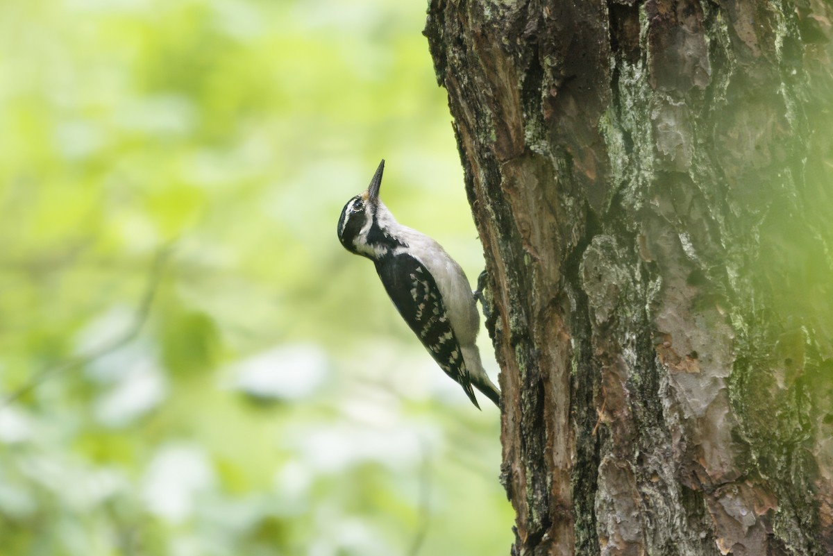 Hairy Woodpecker - ML645226888