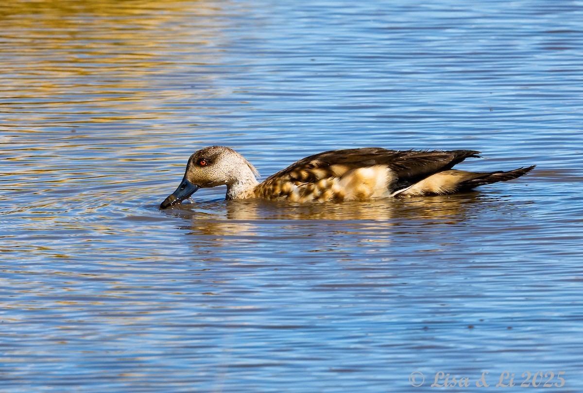 Crested Duck - ML645226890