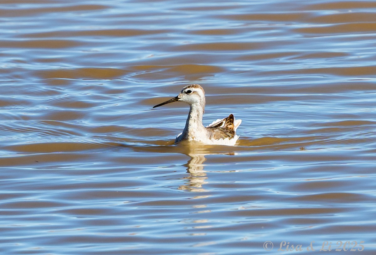 Wilson's Phalarope - ML645226891