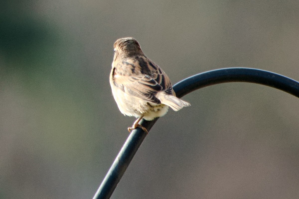 House Sparrow - ML645226892
