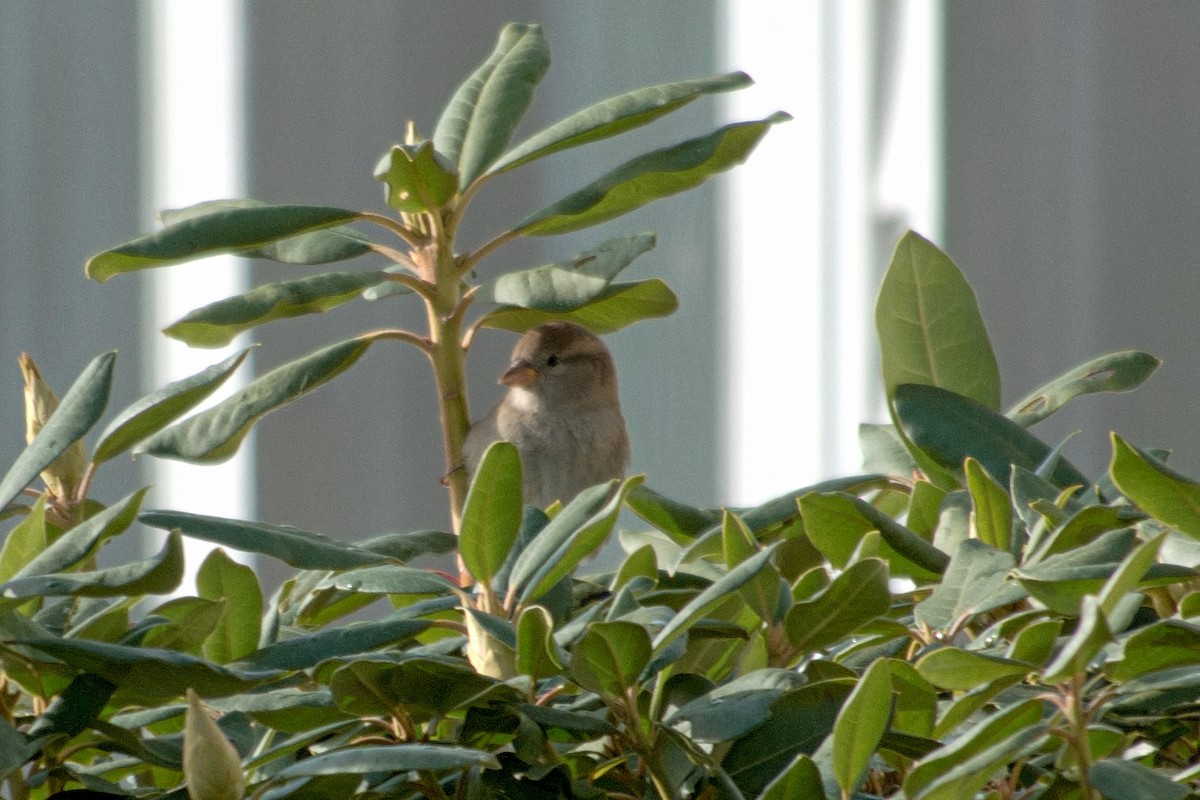 House Sparrow - ML645226893