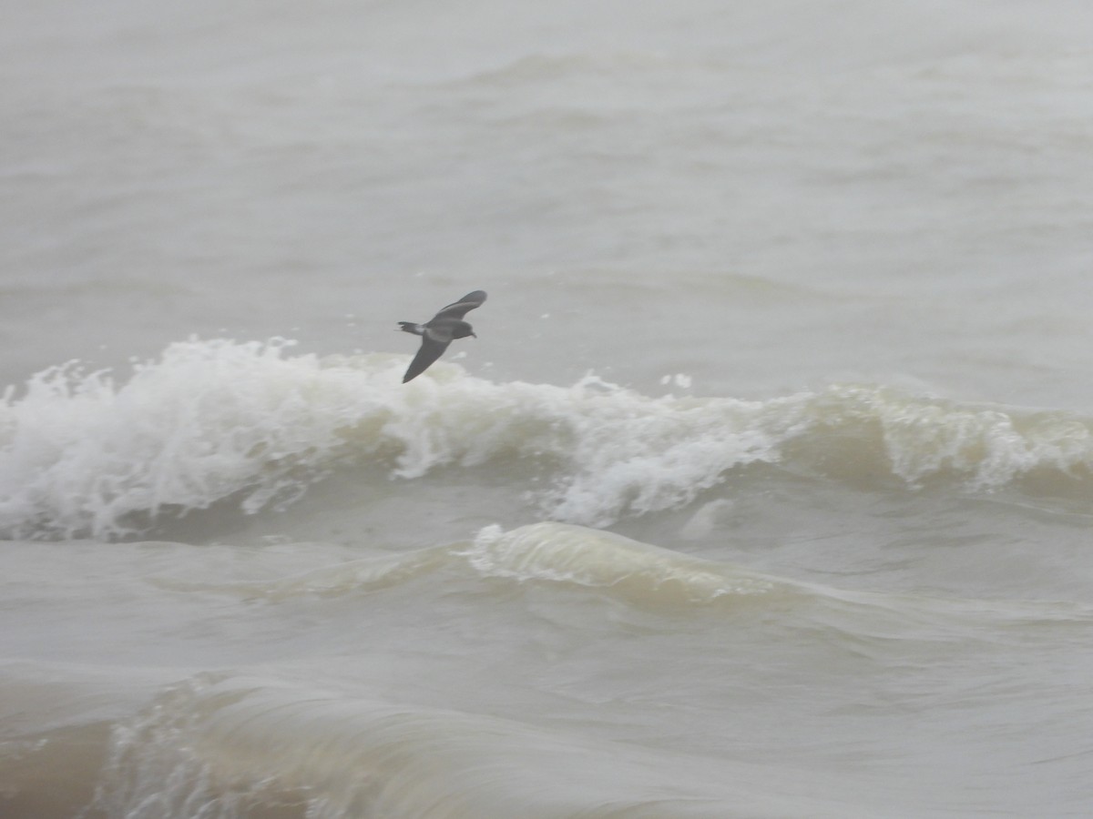 Leach's Storm-Petrel - ML645226894