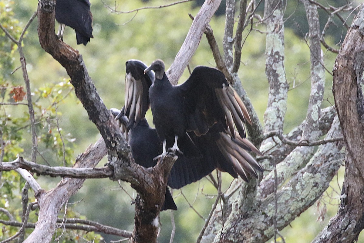 Black Vulture - ML645226895