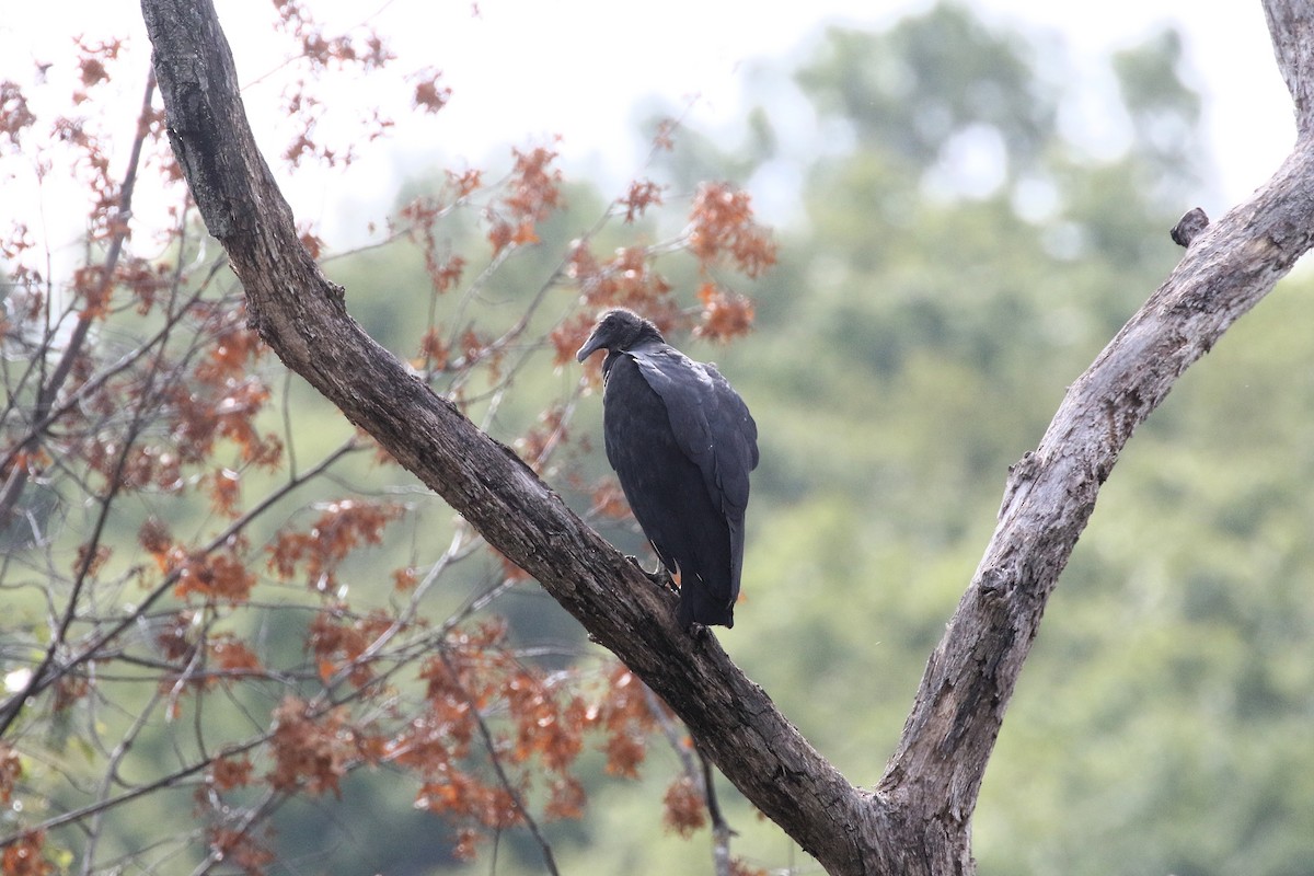 Black Vulture - ML645226896