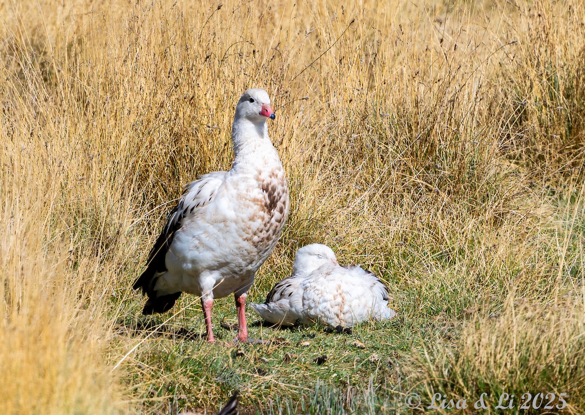 Andean Goose - ML645226897