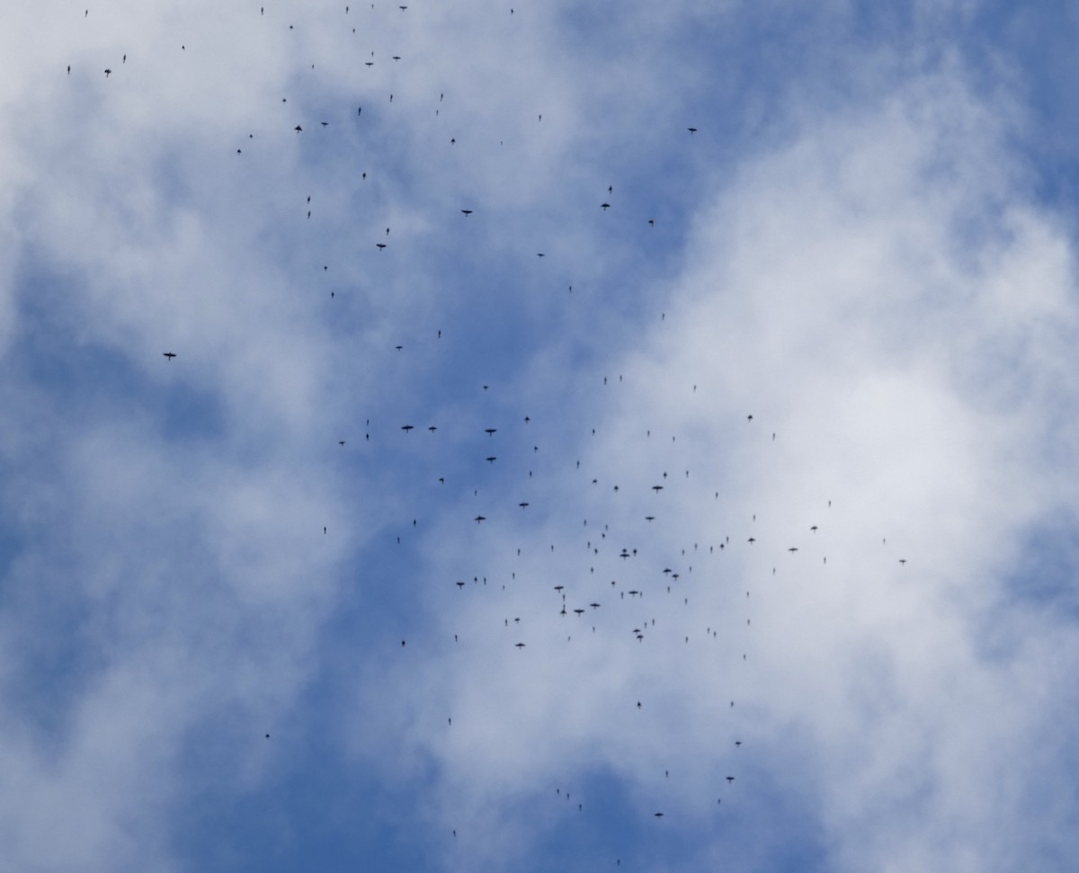 Common Grackle - ML645226898