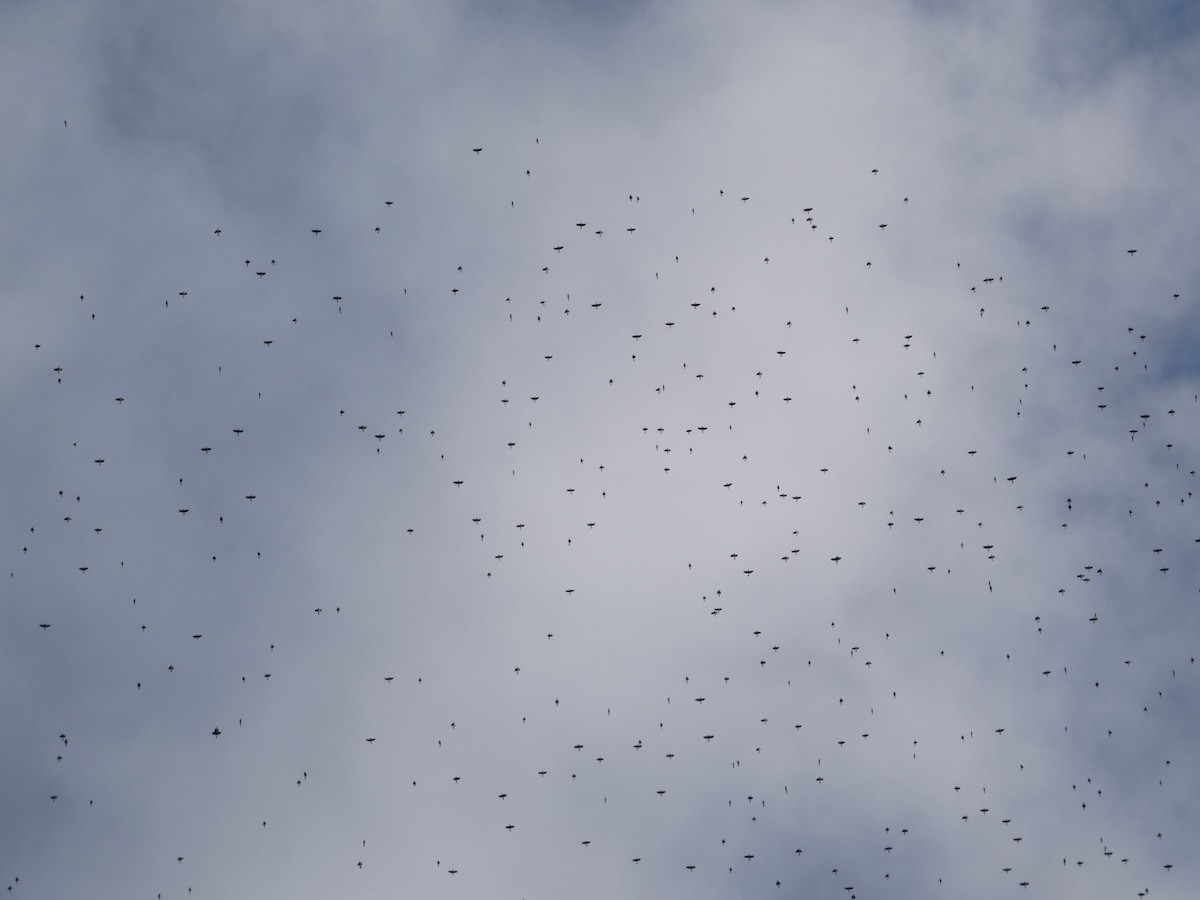 Common Grackle - ML645226899