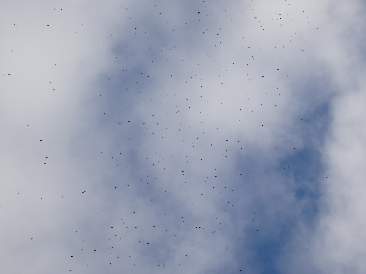 Common Grackle - ML645226900