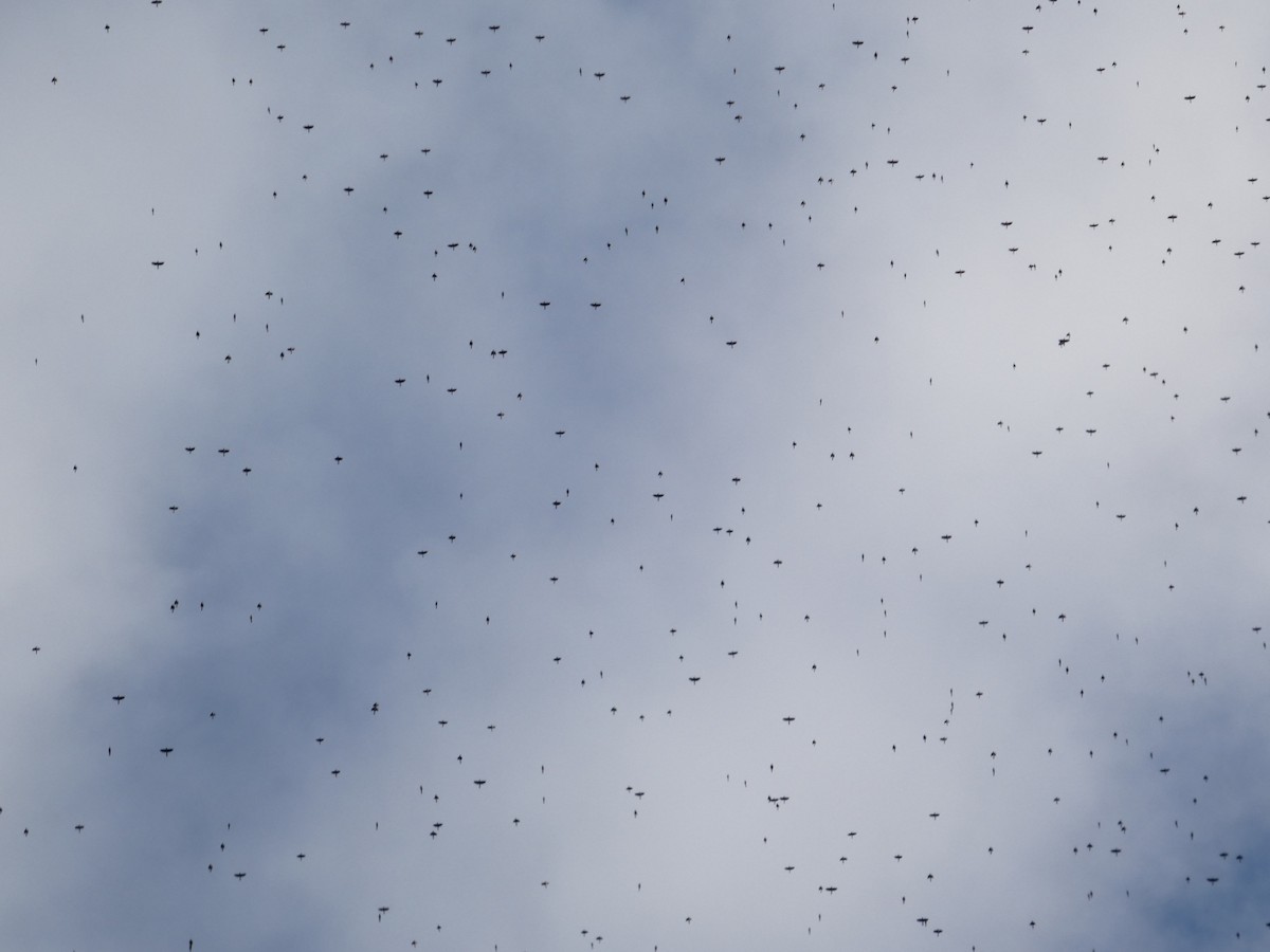 Common Grackle - ML645226901