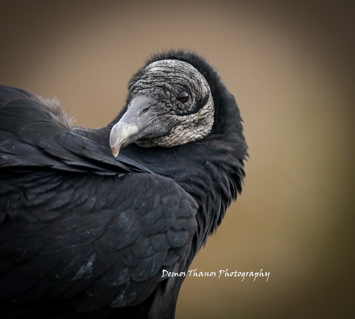 Black Vulture - ML645226902