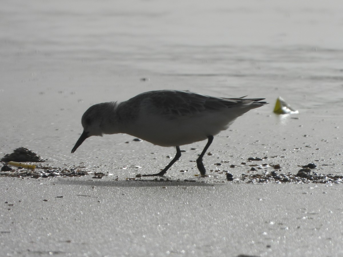 Sanderling - ML645226904