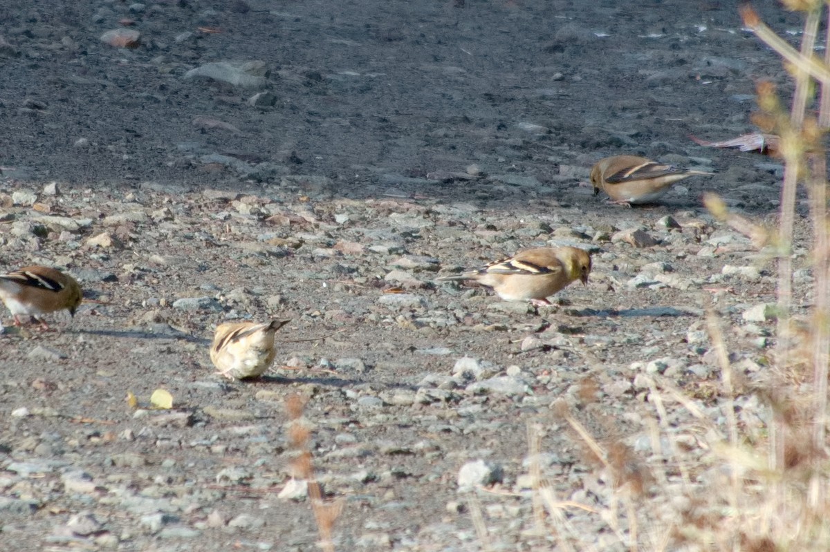 American Goldfinch - ML645226905