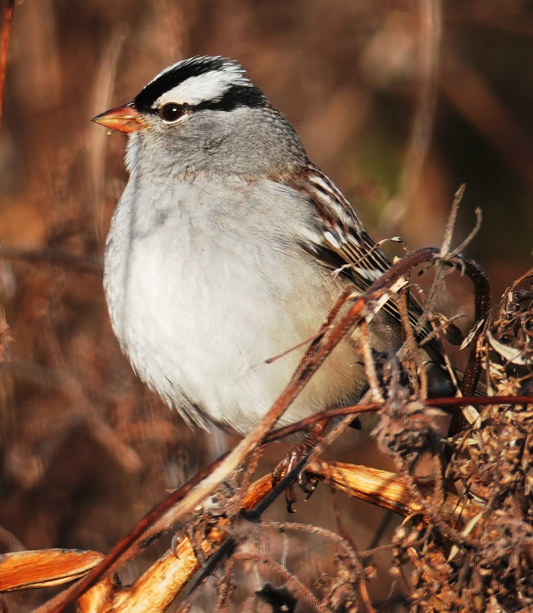 White-crowned Sparrow - ML645226906