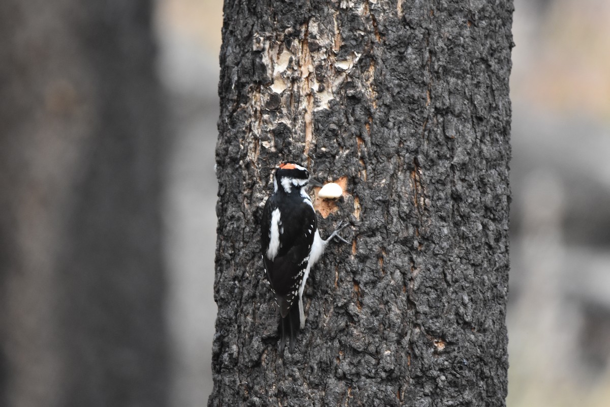 Hairy Woodpecker - ML645226908