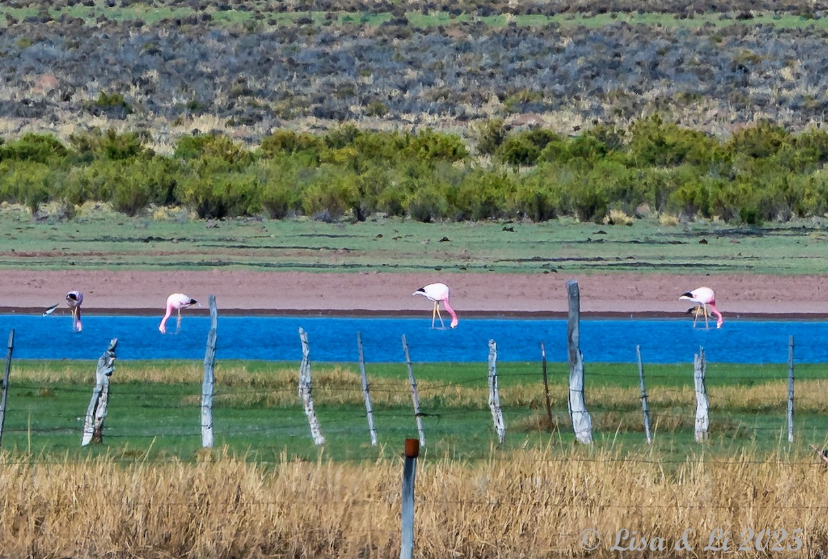 Andean Flamingo - ML645226909
